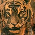 Tattoos - Tiger and Buddha - 109935